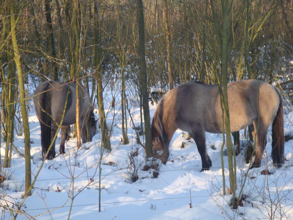 B&B De Grote Plaats Hoogstraten Luaran gambar