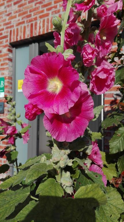 B&B De Grote Plaats Hoogstraten Luaran gambar